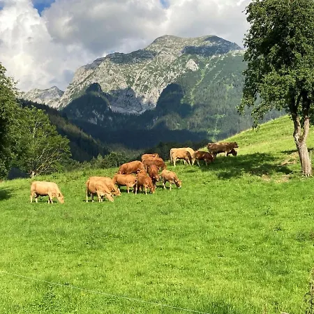Bauernhof Pacher *